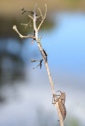 Jednou budu hezká