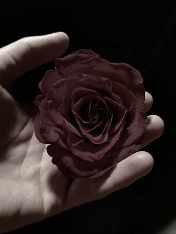 Růže ve tmě...