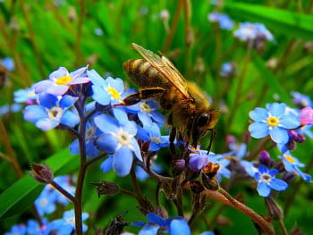 Apis mellifera