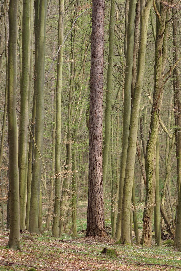 modřín v lese