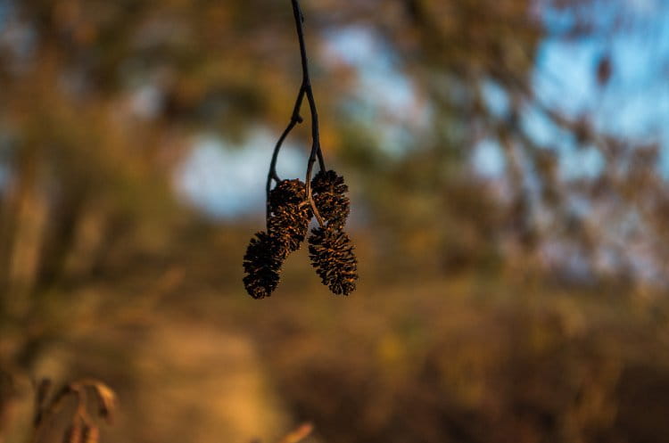 Lonely twig