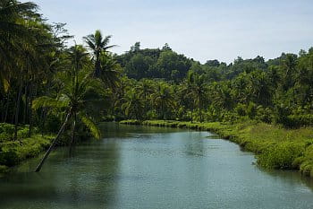 Rieka obklopená palmami