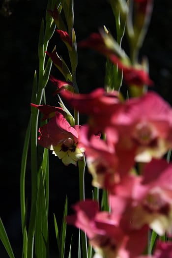 Gladiolus