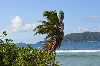 Palma na ostrově La Digue