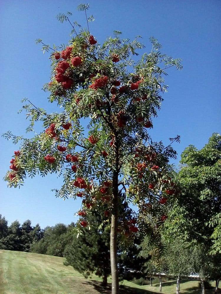 Strom v létě