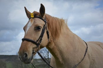 Horse and dandelions