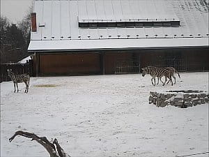 Zebry na sněhu