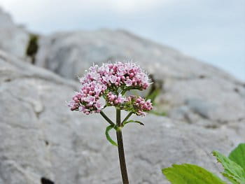 Květina