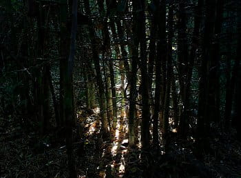 Inner shine