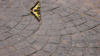 Motýl vletu