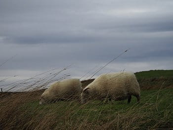Krásný život islandských ovcí