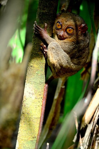 Tarsius