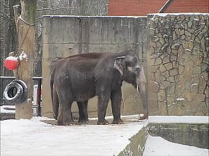 Slon v zimě