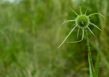 Dipsacus 2