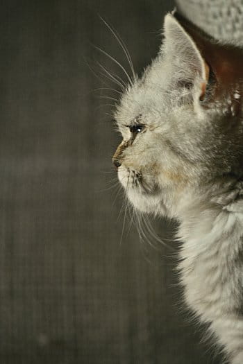 Kočičí profil
