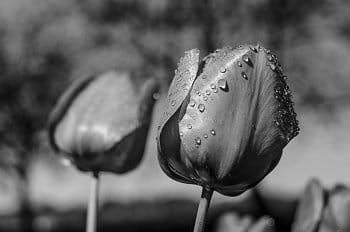 Rudé tulipány