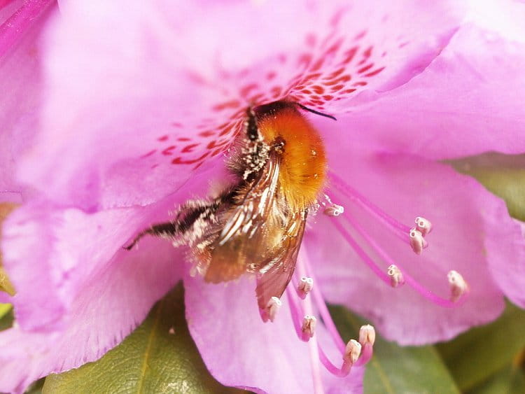 rododendron