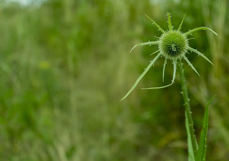 Dipsacus 2