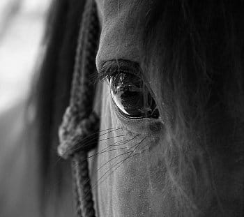 Pohled do koňské duše