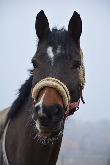 Horse in fog