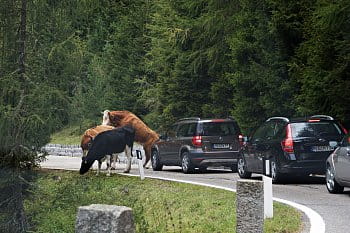 A tak vznikají kolony...