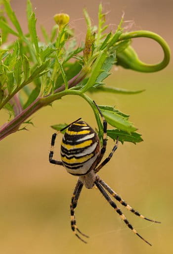 Křižák pruhovaný (Argiope bruennichi)