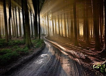 Světlo v lese