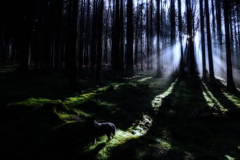 Temný les a pes