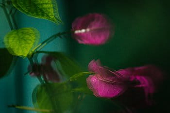 Bougenvillea