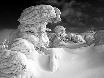 Sněhová sfinga