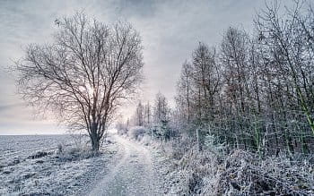 Zimní ráno s ojíněnými stromy
