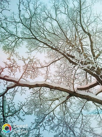 Zimni krasa , zasnezeny strom