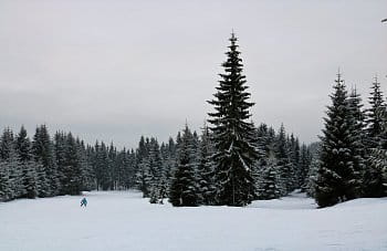 Malý lyžař ve velkém lese