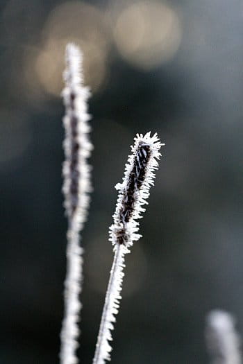 Zima v trávě