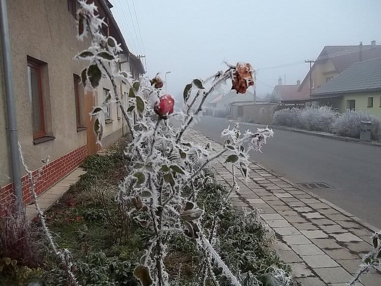 Zimní růže