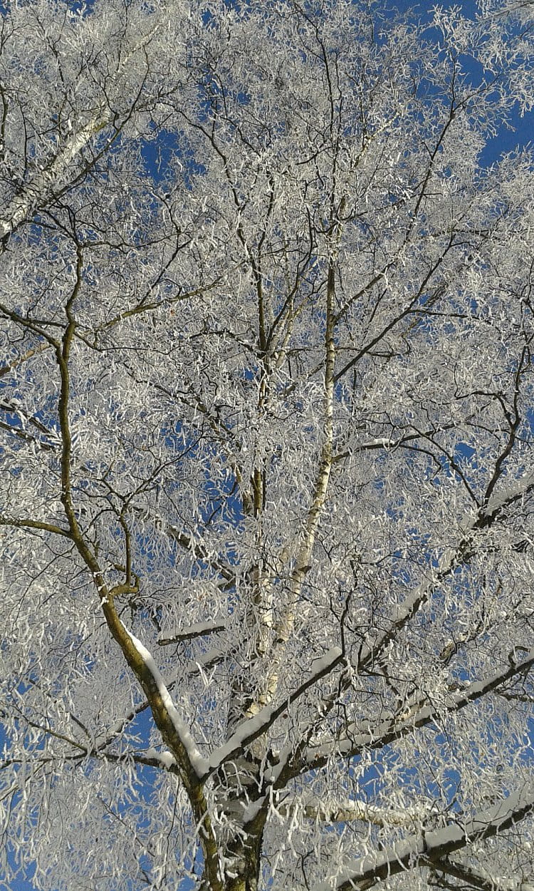 Šumava