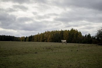 Na samotě u lesa