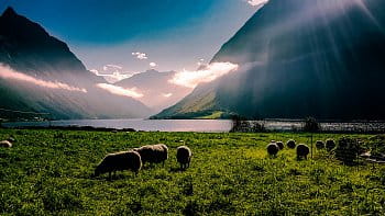 Život u fjordu