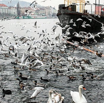 Ptáci prchající před připlouvající lodí