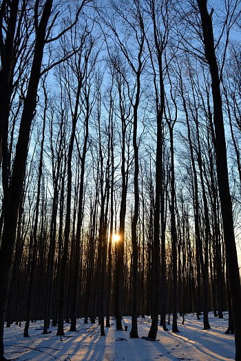 východ slunce v stromech