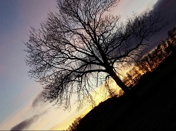 Černý strom v barevné krajině