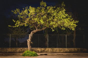 Street bonsai