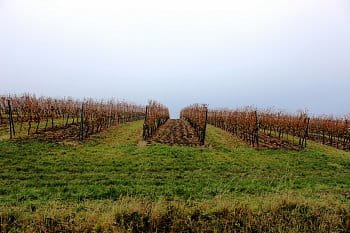Vinohrady na Pálavě