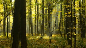 Žlutý les