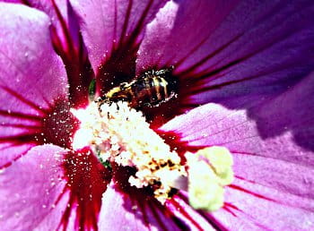 Alergická včela