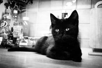 Černý kotě