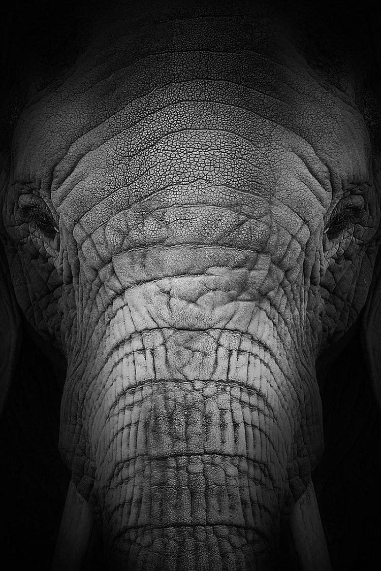Sloní portrét