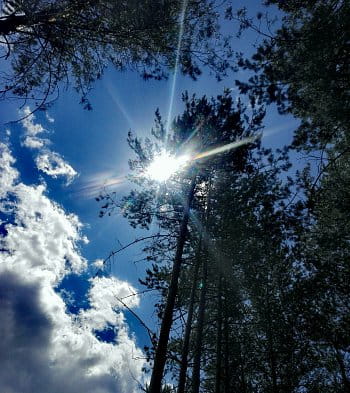 Coniferous forest