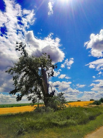 Interesting tree - (zajímavý strom)