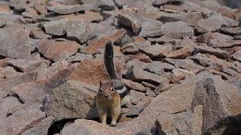 Neodbytelný chipmunk